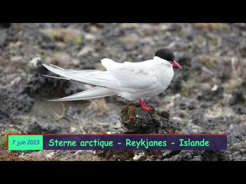 Rybák arktický (Sterna paradisaea) — Reykjanes, Island