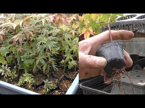 自宅で若い木から盆栽を育てる方法 ヒント 繁殖アドバイス