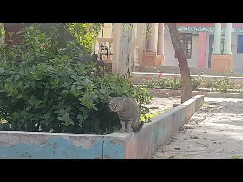 Stray Male Cat Yowling Nearby Female Cat in Heat|Male Cat in Heat Sounds|