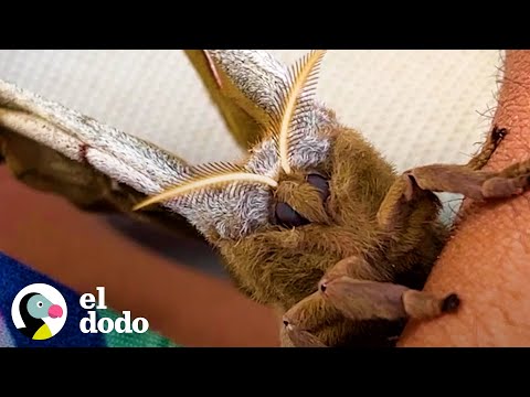 Polilla escoge a esta mujer para que cuide a sus bebés | El Dodo