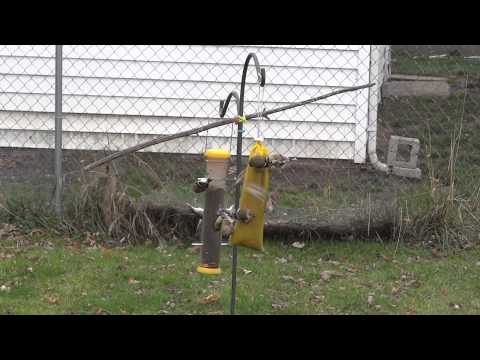 American Goldfinch in the first snow of the year