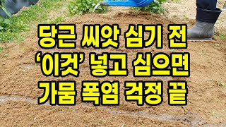 가을 당근심는시기 씨앗 심기 전 이것 넣고 심으면 가뭄 폭염 걱정 끝