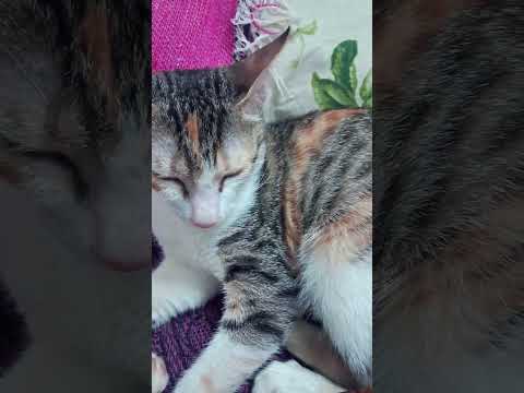 #dogcatfunny #trending #trendingshorts #indianmusic #love #petlovers cute cat💗🎀 subscribe the chanl