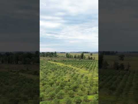 Video de YouTube - 78 Has Establecimiento Olivicola, A 3 Km De Ruta 3, Excelente Ubicacion Y Accesos