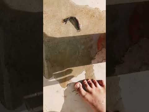 my cat Fish always going to god😭😭😭😭😭😭😭😭