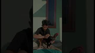 Download lagu story WA khusus hobi ayam mp3