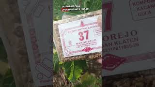 Download lagu enting enting kacang 37 cemilan enak harga murah mp3 Download lagu enting enting kacang 37 cemilan enak harga murah mp3