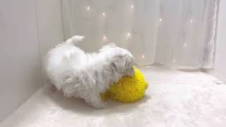 マルチーズの動画01