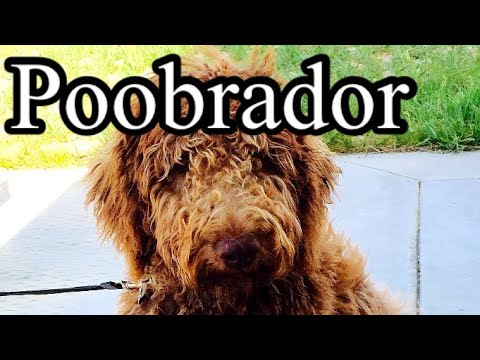 Poobrador by boonebum/parry gripp