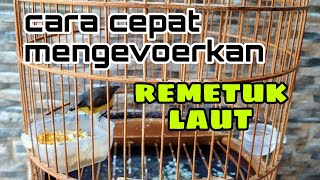 Download lagu SEA REMETUK BIRD GET TOTAL FEEDING DIRECTLY IN THIS WAY | SEA REMETUK BIRD GACOR mp3 Download lagu SEA REMETUK BIRD GET TOTAL FEEDING DIRECTLY IN THIS WAY | SEA REMETUK BIRD GACOR mp3
