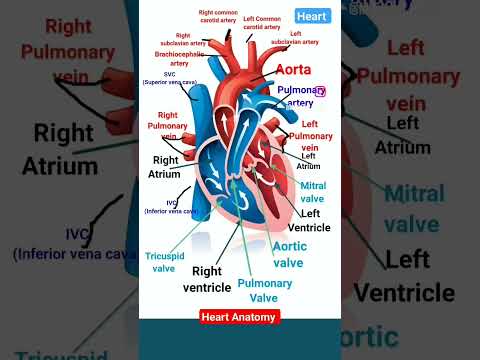 Anatomy of Heart | Heart Anatomy| Human heart anatomy #heart #heartanatomy #humanheart #humananatomy