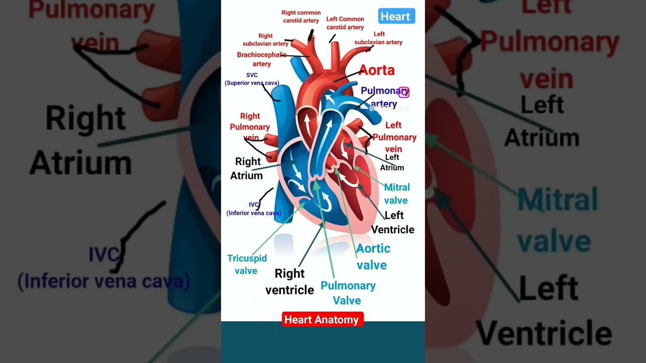 Anatomy of Heart | Heart Anatomy| Human heart anatomy #heart #heartanatomy #humanheart #humananatomy