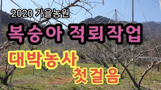 복숭아적뢰   복숭아 꽃눈솎는방법  꽃눈솎는시기