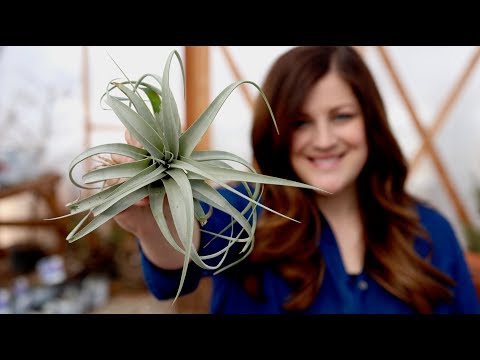 Air Plant Care Guide // Garden Answer