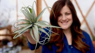 Air Plant Care Guide // Garden Answer