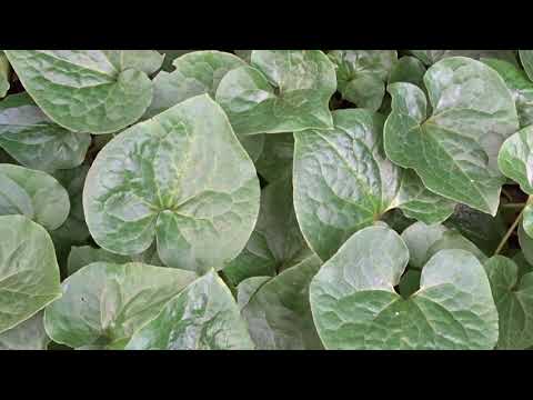 Asarum cardiophyllum