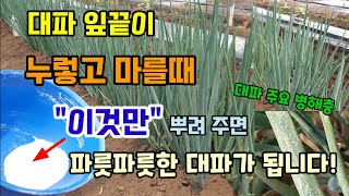 대파 잎끝이 누렇고 마를때 이것만 뿌려주면 파릇파릇한 대파가됩니다 대파병해충방제