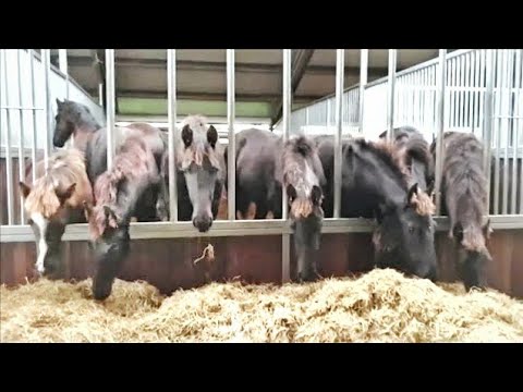 How to pronounce the names of all 21 horses and foals that are now inside. Friesian horses.
