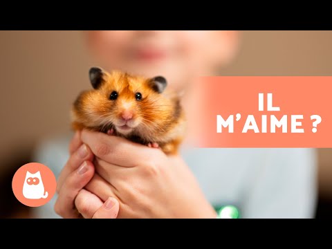 How to KNOW if my HAMSTER LOVES me? 🐹 (5 Signs)