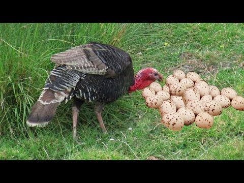 download lagu mp3 mp4 Do Turkeys Lay Eggs Or Have Live Babies, download lagu Do Turkeys Lay Eggs Or Have Live Babies gratis, unduh video klip Do Turkeys Lay Eggs Or Have Live Babies