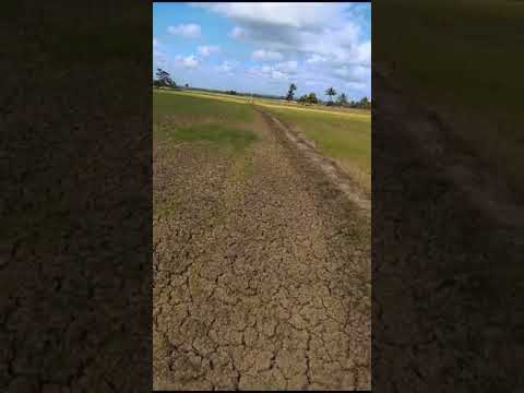Rizicultores reclamam de falta de irrigação em em Ilha das Flores - A8SE
