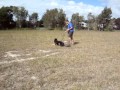 queensland dog training