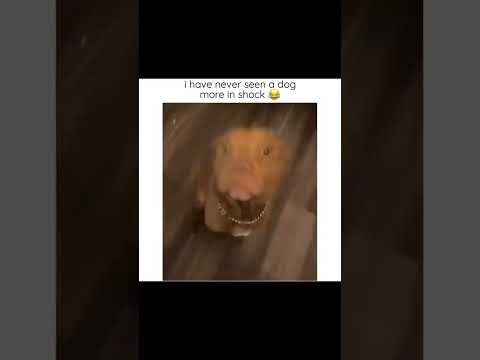 #funny #dogs #pet #dogscats#dogshorts #dog#doglover#doglife