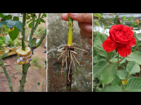 If you know how to use bananas to propagate roses you will never throw away bananas again