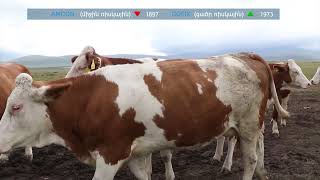 Ինդեքս 09.07.2021