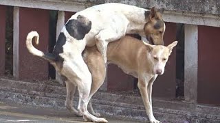 Dog meeting | How Long Does it Take for Dogs to Get Unstuck After Mating | Pets Paradise..