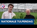 'Zet je huis vol tulpen, dan komt de vrolijkheid vanzelf weer terug' - OMROEP WEST