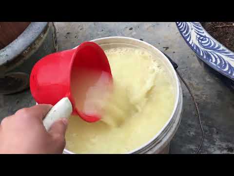 Tưới dưỡng dễ lần 2 đầu năm - kết hợp ridomin ae xem tham khảo