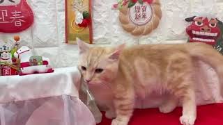 マンチカンの動画01