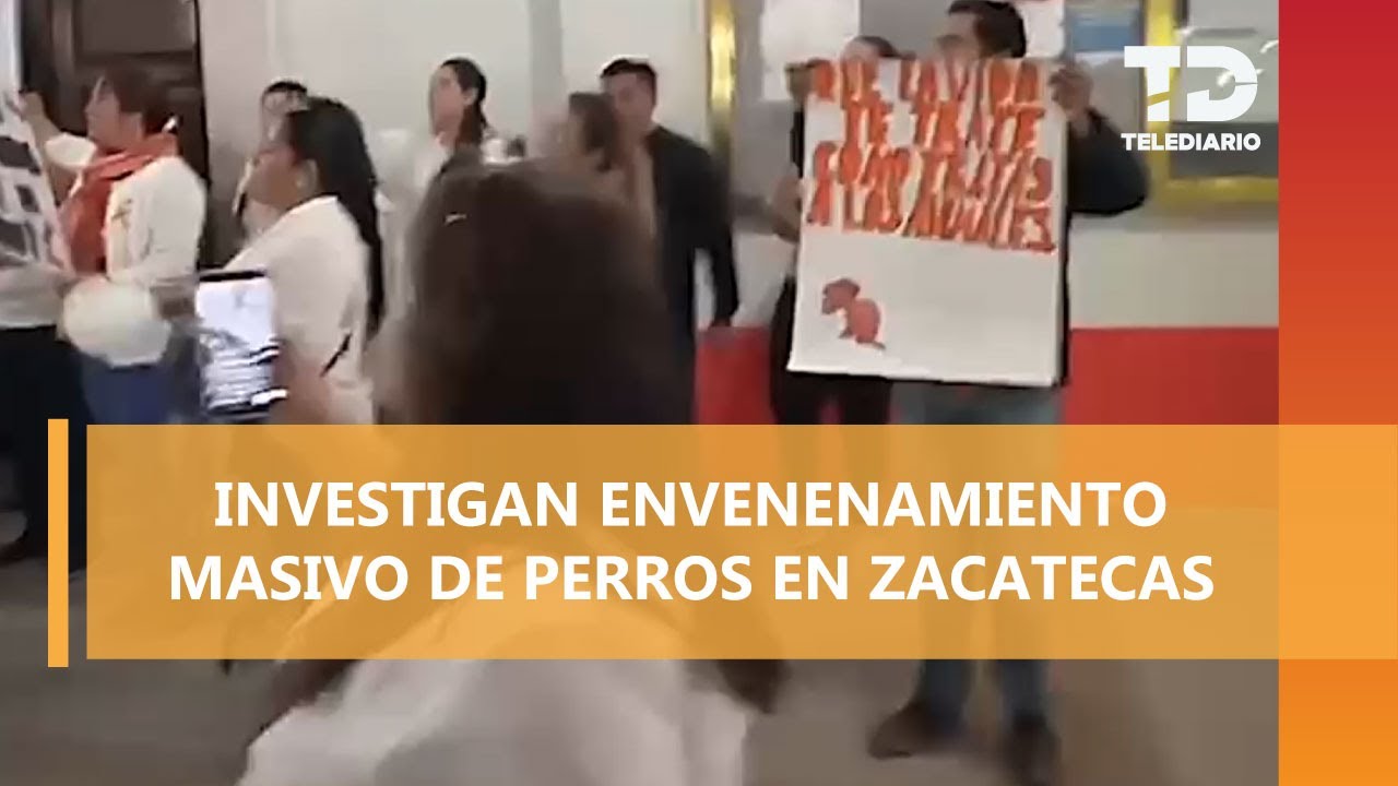 Investigan envenenamiento masivo de perros en Zacatecas; vecinos temen que agresión se repita