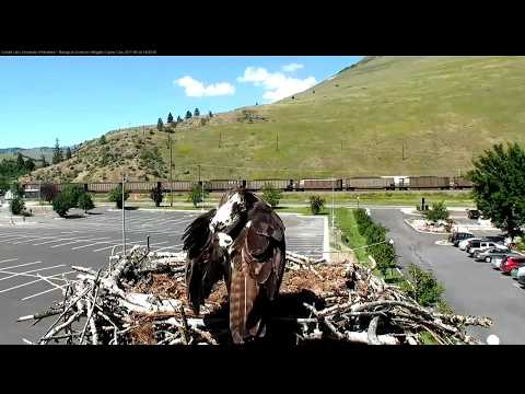 Hellgate ospreys 6 24 17  704pm Louis delivers Iris a very large heasless fish