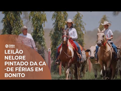 TERRA PECUÁRIA - LEILÃO NELORE PINTADO DA CA - DE FÉRIAS EM BONITO