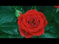 Steppenwolf - Desperation (Subtitulada)