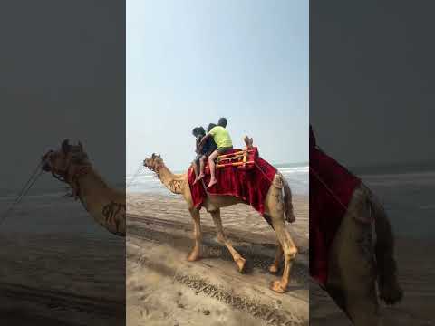 Maneet riding on Camel with her friends #camelride #diveagarbeach #adventure #kids #trending