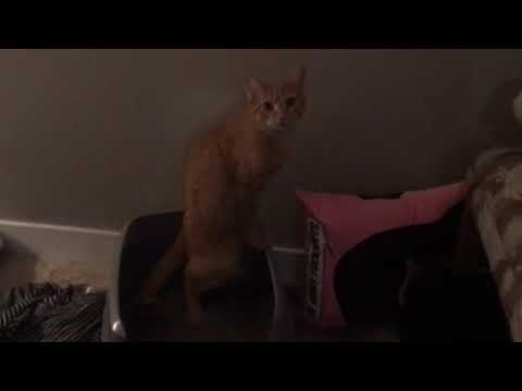Cat goes pee standing up