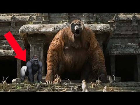 This is Why Gigantopithecus is 100 Times More Dangerous Than Gorilla