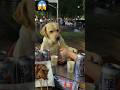 Chinese Dog Smokes Like Human Facts Factsinhindi Mindblowingfacts