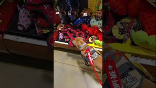 Video preview image #1 Chow Chow-Unknown Mix Puppy For Sale in Holly Springs, NC, USA