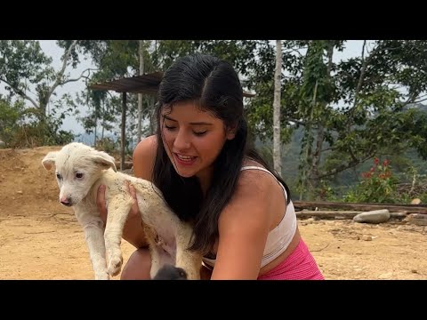 My Dogs Are Sick Because of Me ~ Saida ZC ~ 💚