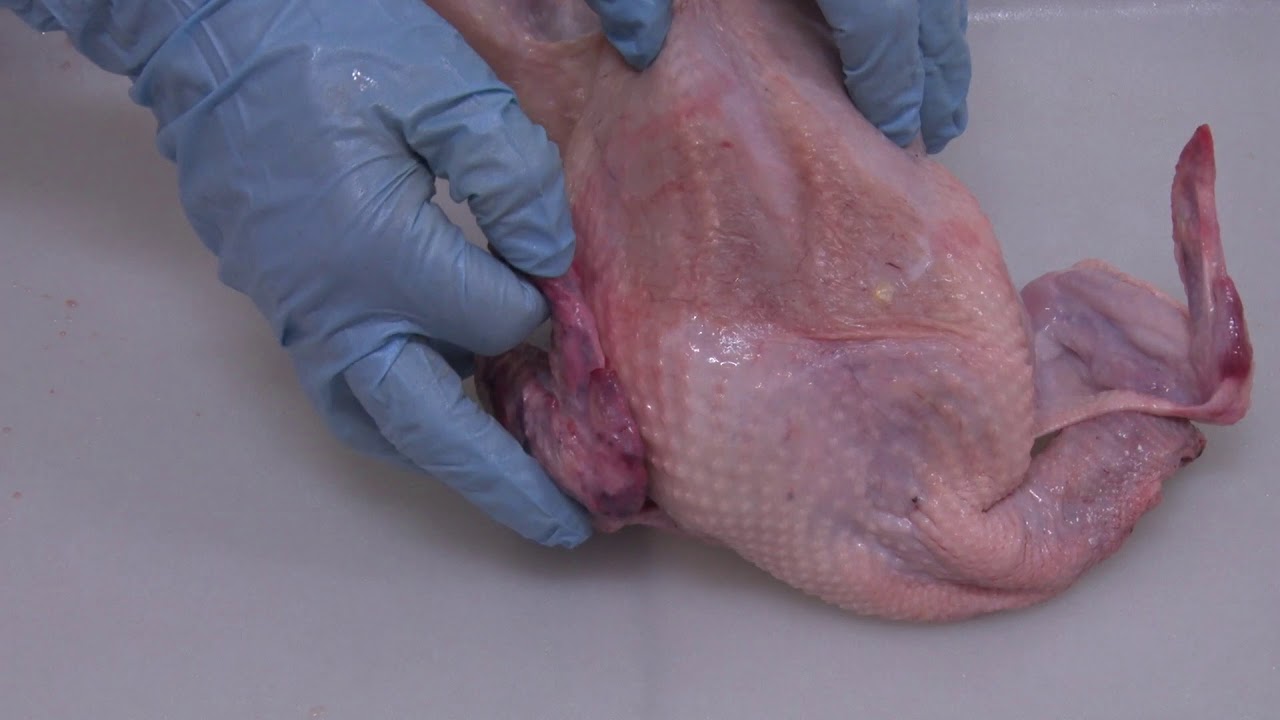 Aves Comportamento e Manejo