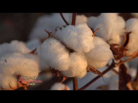C.A.R.V.A.L. - Algodón - Entrevista - Sr. Jorge Tomaszuk Villa Angela - Chaco