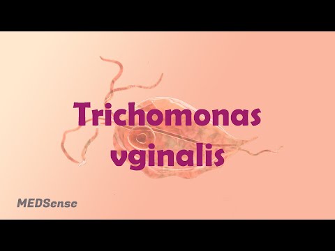 trichomonas lykuvannya az eozinofilek paraziták kezelése