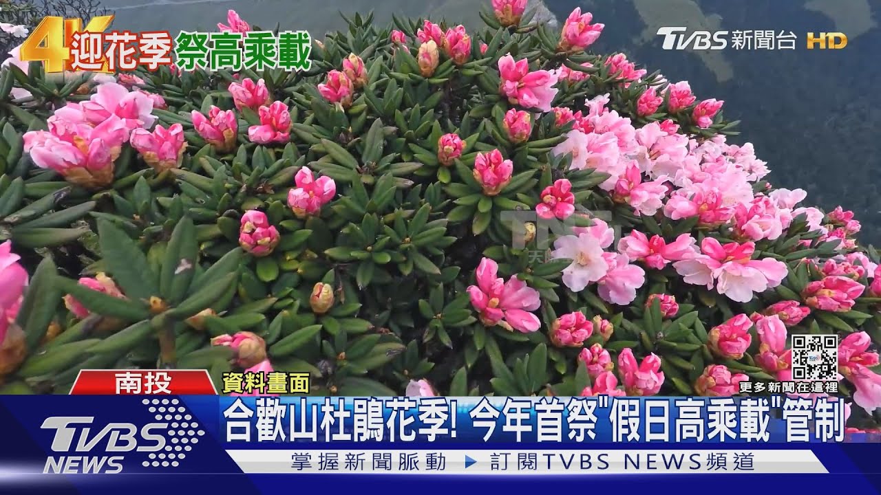合歡山杜鵑花季! 今年首祭「假日高乘載」管制