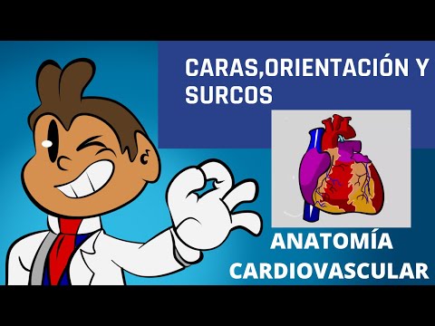 ANATOMIA CARDIOVASCULAR PARTE 1: ORIENTACIÓNDEL CORAZÓN,CARAS CARDIACAS Y SURCOS CARDIACOS.