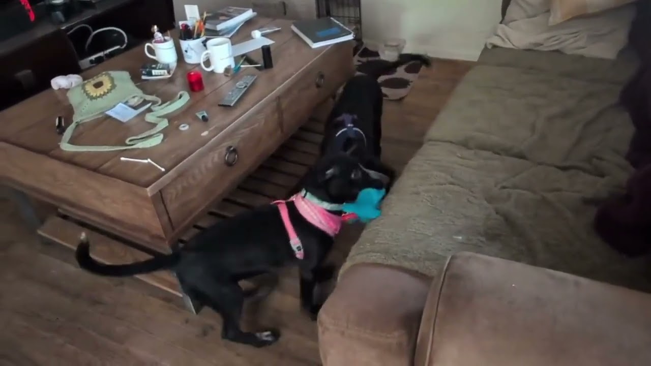 Enlarge Dixie, a Adoptable mixed breed in Boulder, CO video 2/6