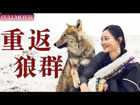 【重返狼群】🐺特別版！記錄狼王過世前的一生！#狼王 #格林